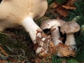 Clitocybe nebularis0037